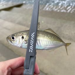 アジ