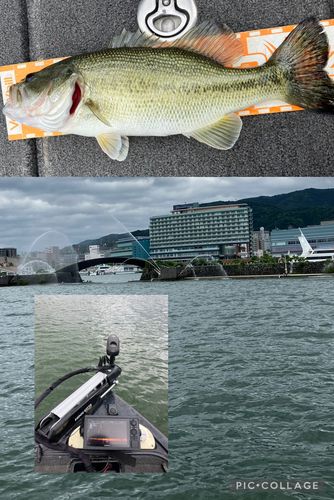 ブラックバスの釣果