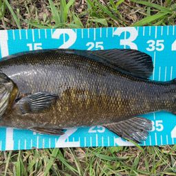 スモールマウスバス