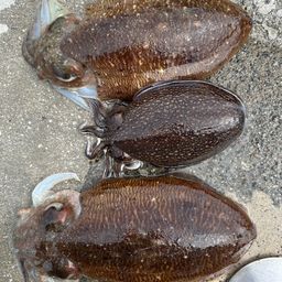 コウイカ