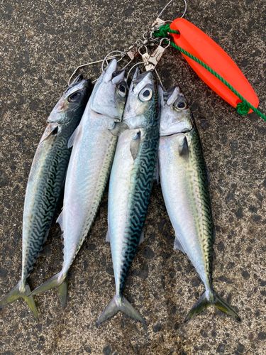 サバの釣果