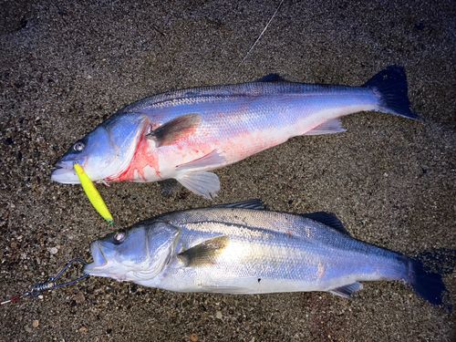 シーバスの釣果