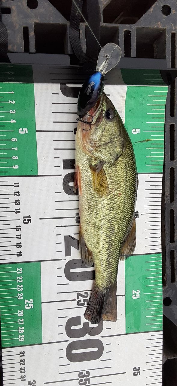 ラージマウスバス