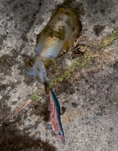 アオリイカの釣果