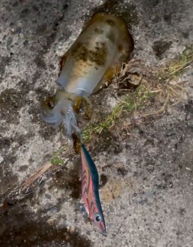 アオリイカの釣果