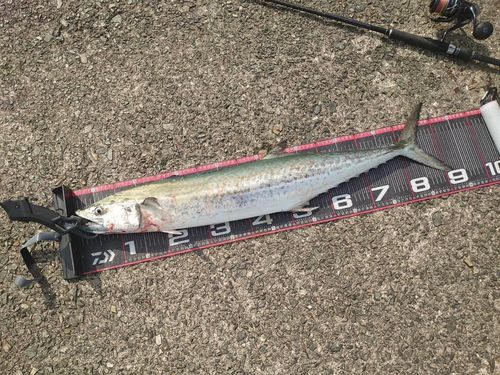 サワラの釣果