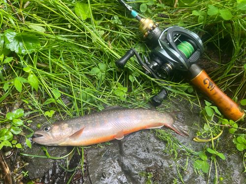 ヤマメの釣果