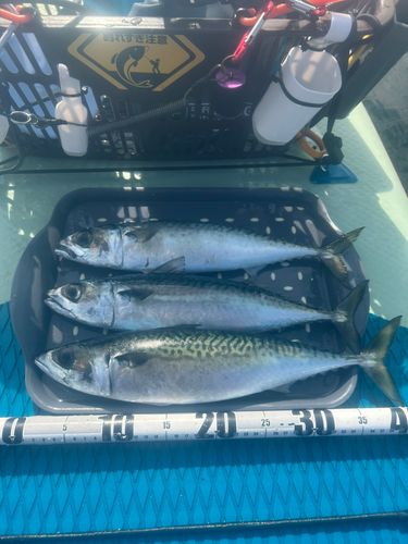 サバの釣果