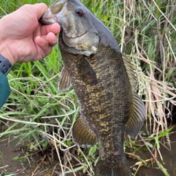 スモールマウスバス