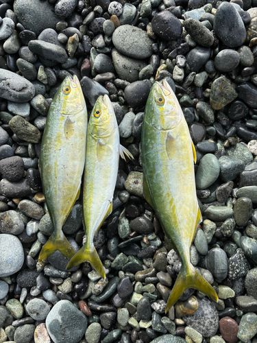 ワカシの釣果