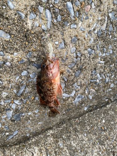 アラカブの釣果