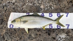 ヒラマサの釣果