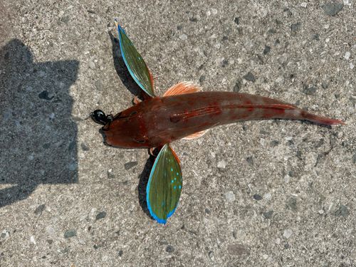 ホウボウの釣果