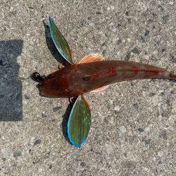 ホウボウ