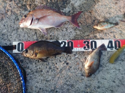 メバルの釣果