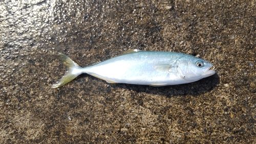 ワカシの釣果