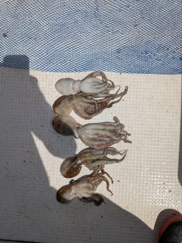 マダコの釣果