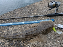 マゴチの釣果