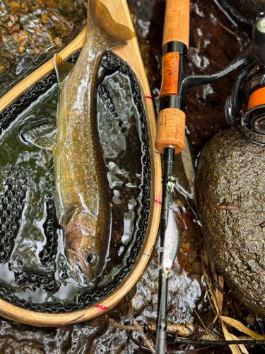 イワナの釣果