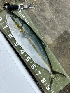 ヒラマサの釣果