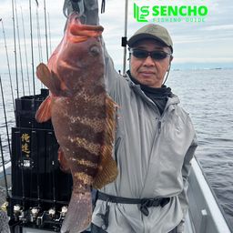 マゴチ