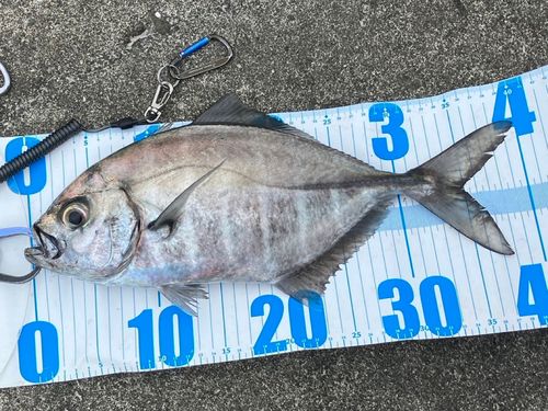 オキアジの釣果