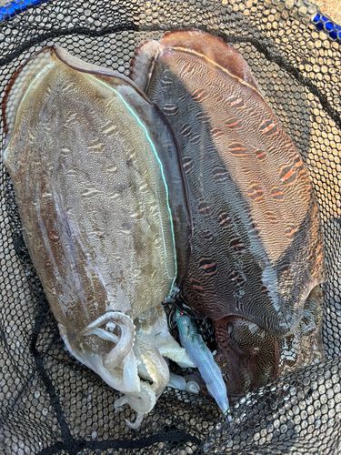 モンゴウイカの釣果
