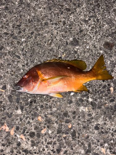 シブダイの釣果