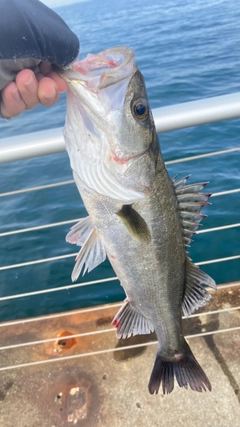 フッコ(マルスズキ)の釣果