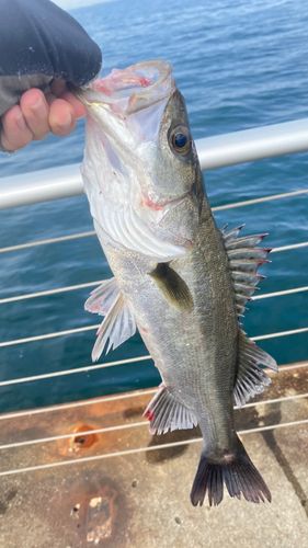 フッコ（マルスズキ）の釣果