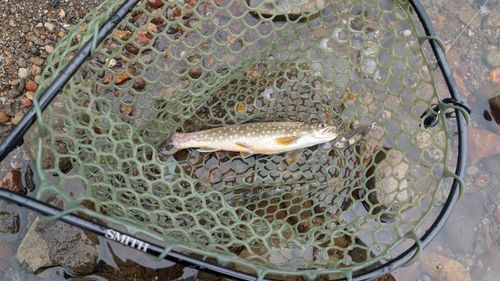 アメマスの釣果