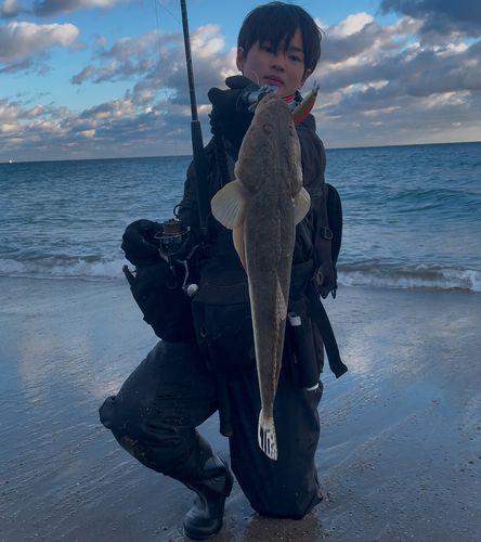マゴチの釣果