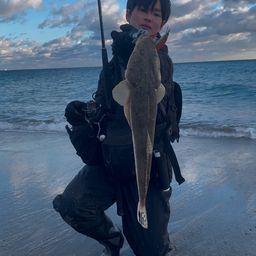 マゴチ