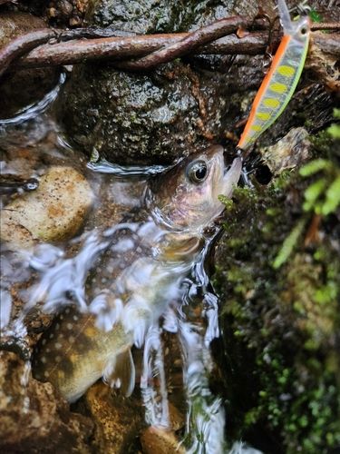 ニッコウイワナの釣果