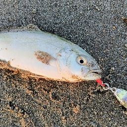 ショゴ