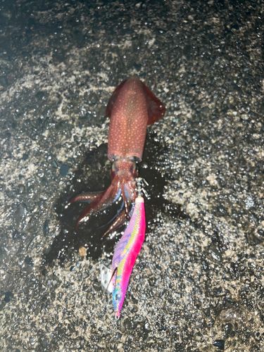 アカイカの釣果
