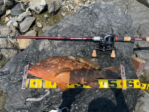 アコウの釣果