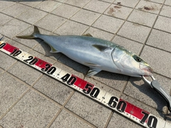 メジロの釣果