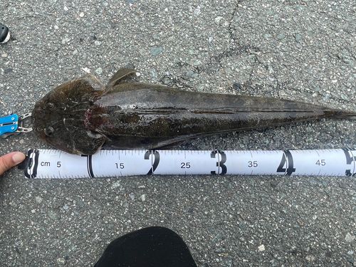 マゴチの釣果