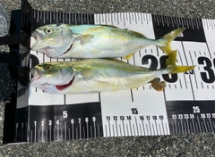 ワカシの釣果