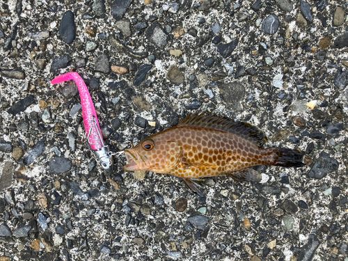 オオモンハタの釣果