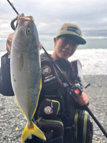 ワカシの釣果