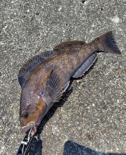 アイナメの釣果