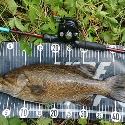 スモールマウスバス