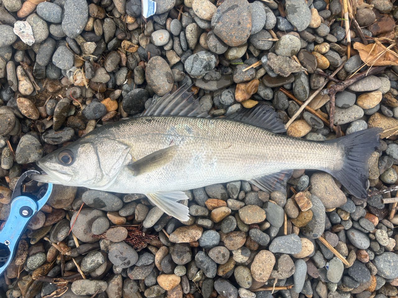 セイゴ（マルスズキ）