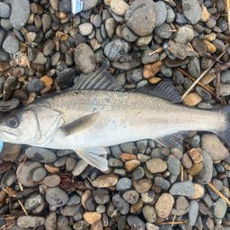 セイゴ（マルスズキ）