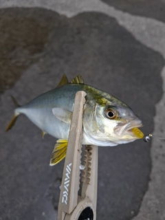 カンパチの釣果
