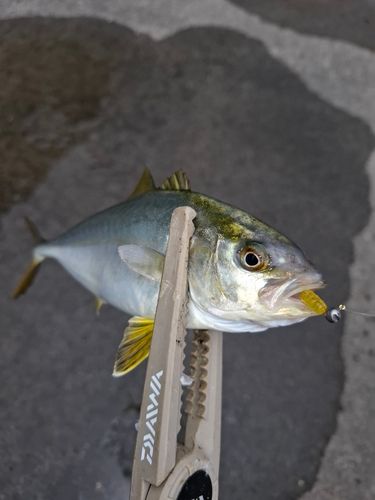 カンパチの釣果