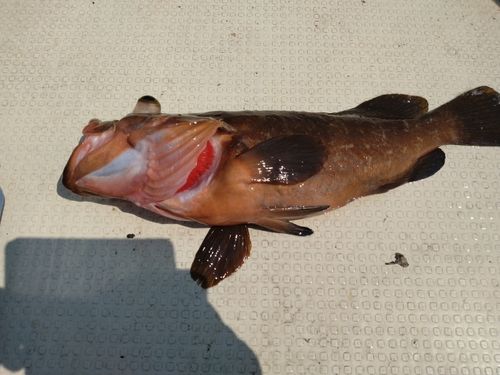 アコウの釣果