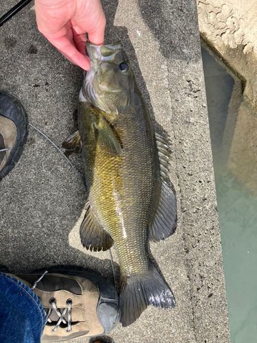ラージマウスバスの釣果